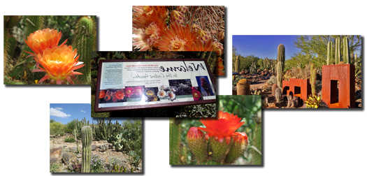 Collage of photos from the cactus garden